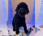 Puppy Purple Schnoodle (Giant)