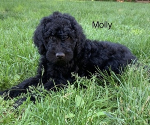 Goldendoodle Puppy for Sale in HUMMELSTOWN, Pennsylvania USA