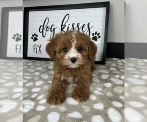 Cavapoo Puppy for sale in INDIANAPOLIS, IN, USA