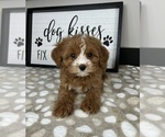 Image preview for Ad Listing. Nickname: Coco
