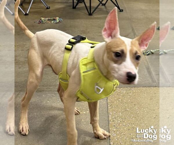 Medium Photo #3 Jack Russell Terrier-Labrador Retriever Mix Puppy For Sale in Washington, DC, USA