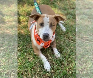 Mutt Dogs for adoption in San Diego, CA, USA