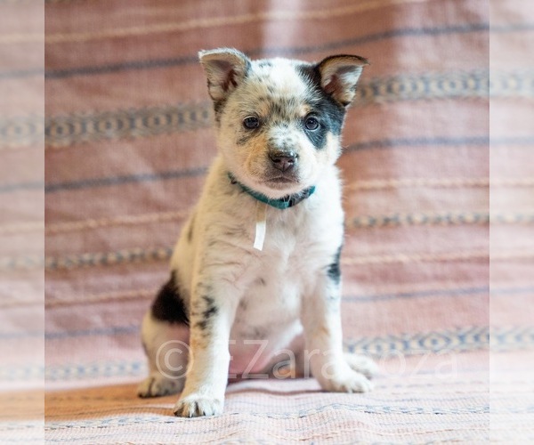 Medium Photo #20 Cowboy Corgi Puppy For Sale in HOPKINSVILLE, KY, USA
