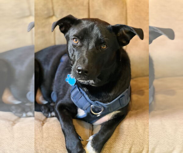 Medium Photo #1 American Staffordshire Terrier-Basset Hound Mix Puppy For Sale in Minneapolis, MN, USA