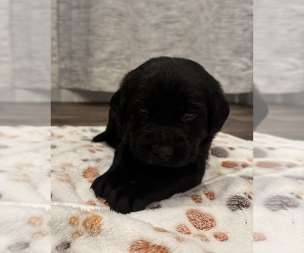 Medium Photo #1 Labrador Retriever Puppy For Sale in BILLINGS, MT, USA