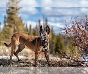 Mother of the Belgian Malinois puppies born on 06/26/2023