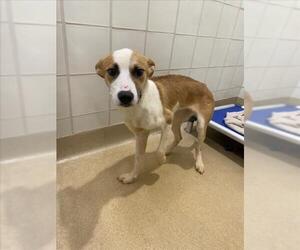 German Shepherd Dog-Unknown Mix Dogs for adoption in Derwood, MD, USA