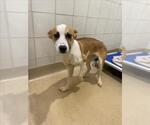 *ZURI - Female German Shepherd Dog-Unknown Mix Dog for Adoption - Small photo
