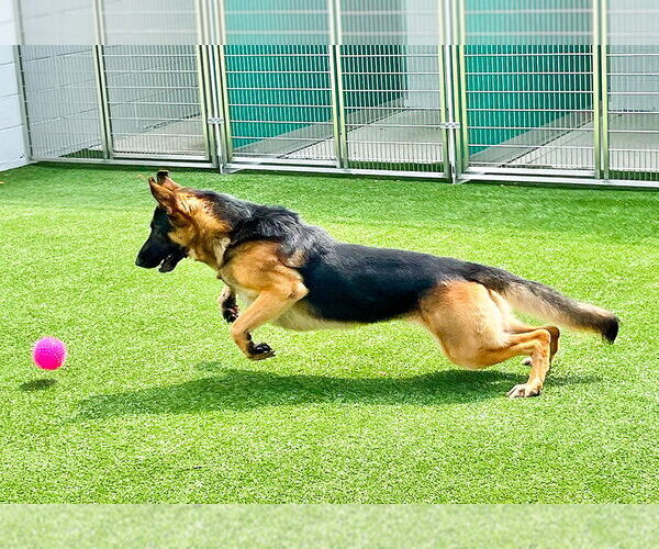 Medium Photo #3 German Shepherd Dog Puppy For Sale in Millburn, NJ, USA