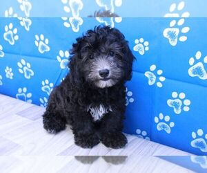 Bernedoodle Puppy for sale in MARIETTA, GA, USA
