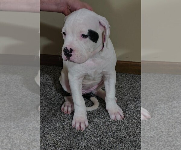 Medium Photo #1 American Bulldog Puppy For Sale in BLUE SPRINGS, MO, USA