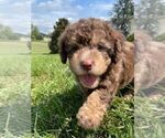 Puppy 1 Labradoodle