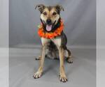 Gummy Bear - Female Mutt Dog for Adoption - Small photo