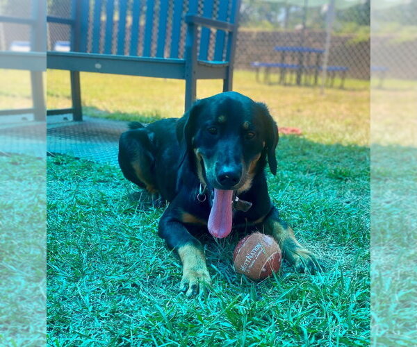 Medium Photo #2 Euro Mountain Sheparnese Puppy For Sale in Bryant, AR, USA