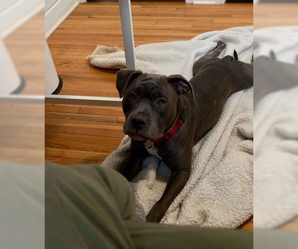 Medium Photo #16 American Pit Bull Terrier-Unknown Mix Puppy For Sale in Princeton, MN, USA