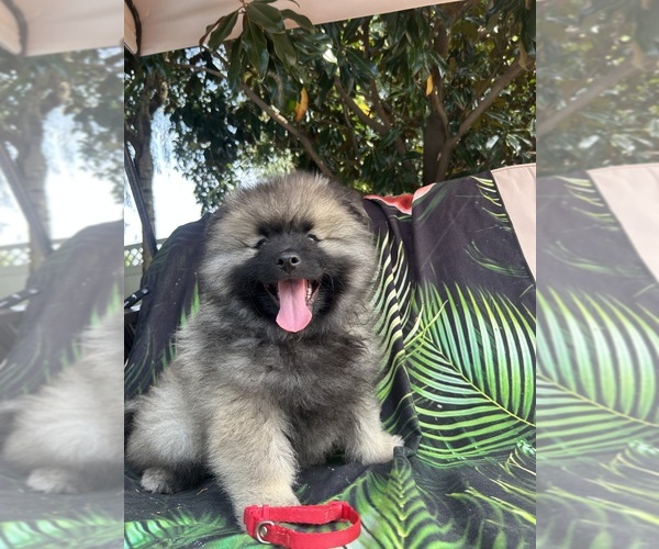 Medium Photo #4 Keeshond Puppy For Sale in MANCHESTER TOWNSHIP, NJ, USA