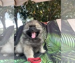 Small #3 Keeshond