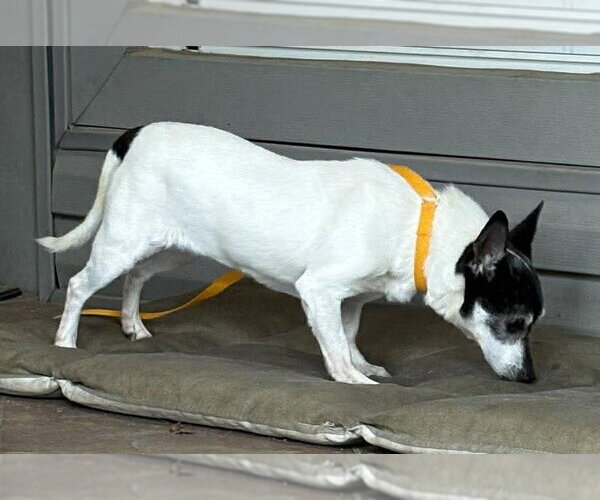 Medium Photo #5 Chihuahua-Unknown Mix Puppy For Sale in Boonton, NJ, USA