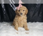 Small Photo #87 Cavapoo Puppy For Sale in WARSAW, IN, USA