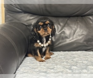 Cavalier King Charles Spaniel Puppy for sale in CAMPBELLSVILLE, KY, USA
