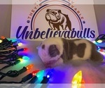 Small Photo #2 Bulldog Puppy For Sale in CENTERVILLE, OH, USA