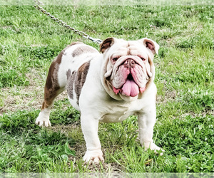 Father of the Bulldog puppies born on 03/24/2022