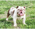 Small Photo #1 Bulldog Puppy For Sale in BEREA, KY, USA