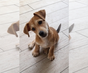 Maltipoo-Morkie Mix Puppy for sale in WEST PALM BEACH, FL, USA