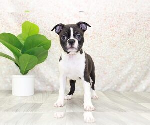 Boston Terrier Puppy for sale in MARIETTA, GA, USA