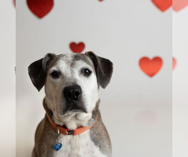 Medium Photo #3 American Pit Bull Terrier-Unknown Mix Puppy For Sale in Fargo, ND, USA