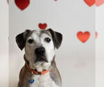 Small #2 American Pit Bull Terrier Mix