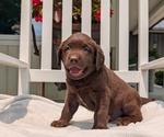 Puppy Micah Labrador Retriever
