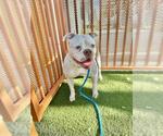 Small #1 American Pit Bull Terrier Mix