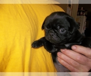 Pug Puppy for Sale in HUDSON, Indiana USA