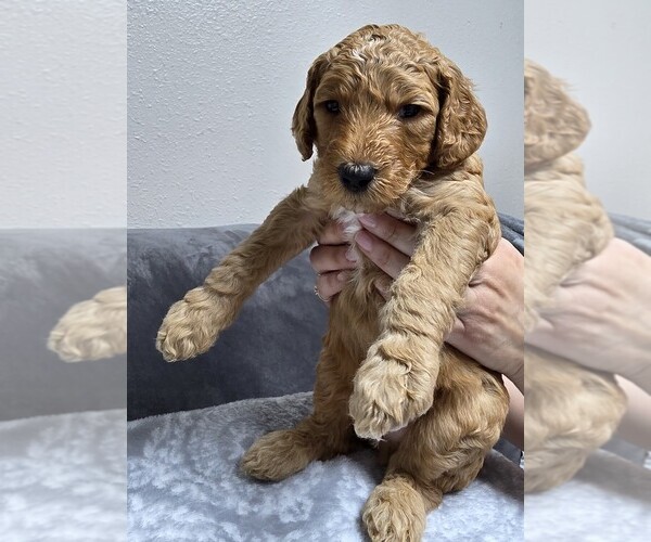 Medium Photo #34 Goldendoodle Puppy For Sale in COLLINSVILLE, IL, USA