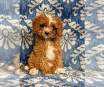 Small #2 Cavapoo