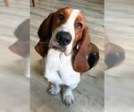 Small Basset Hound