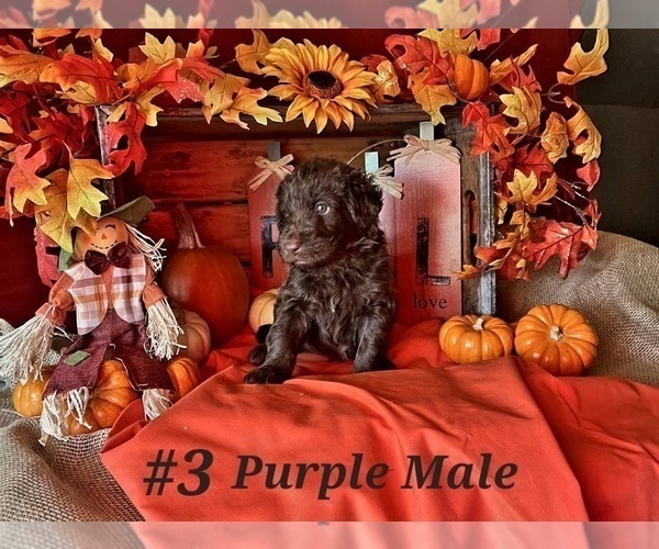 Medium Photo #6 Shepadoodle Puppy For Sale in SPOKANE, WA, USA