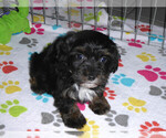 Small Photo #11 Poovanese Puppy For Sale in ORO VALLEY, AZ, USA