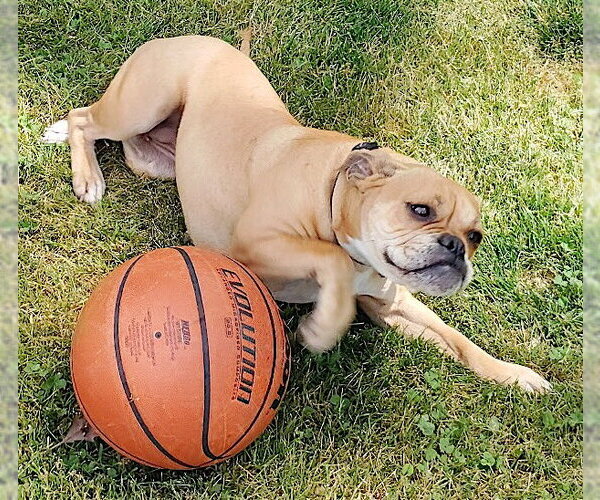 Medium Photo #5 Boston Terrier-Boxer Mix Puppy For Sale in Mount Airy, NC, USA