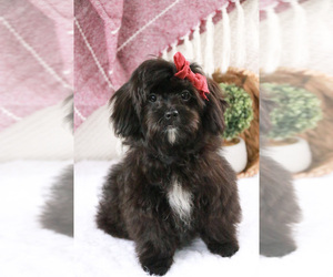ShihPoo Puppy for sale in SYRACUSE, IN, USA