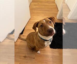 American Pit Bull Terrier Dogs for adoption in Oklahoma City, OK, USA