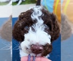 Puppy Sold Poodle (Standard)