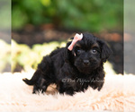 Small #4 Yorkipoo