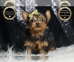 Small #5 Yorkshire Terrier