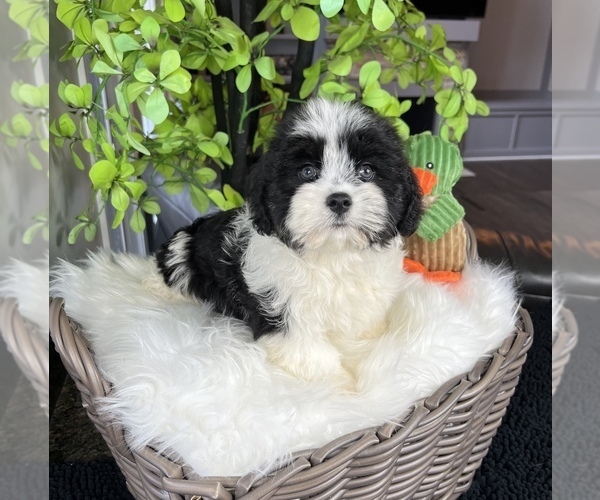 Medium Photo #8 ShihPoo Puppy For Sale in FRANKLIN, IN, USA