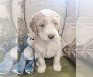 Golden Mountain Doodle Puppy for sale in CORBIN, KY, USA