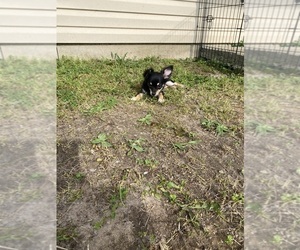 Chihuahua Puppy for sale in PARAGOULD, AR, USA