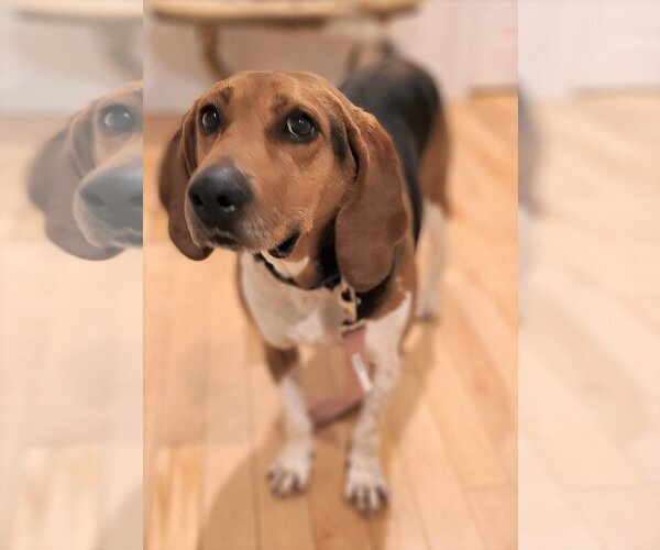 Medium Photo #2  Puppy For Sale in , 