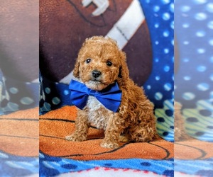 Poodle (Toy) Puppy for sale in KINZERS, PA, USA